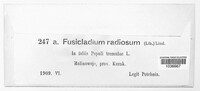 Fusicladium radiosum image